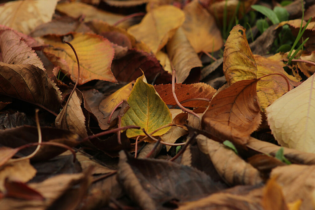 close up of autumn leaves in varying shades of red, yellow and brown