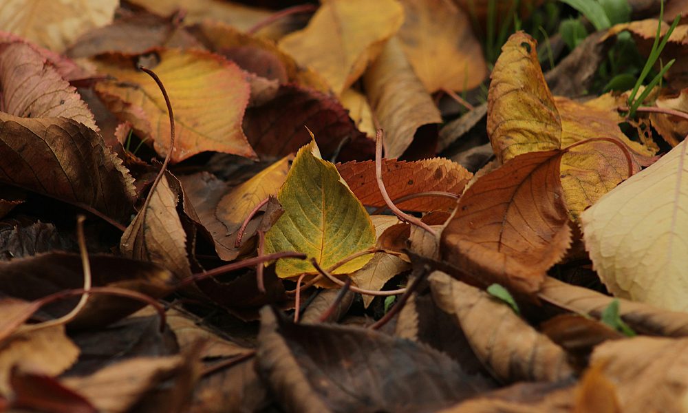 close up of autumn leaves in varying shades of red, yellow and brown