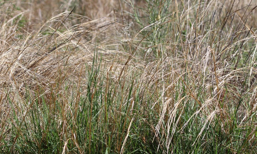 uk-heatwaves-dry-grass